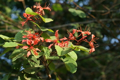 Bauhinia phoenicea